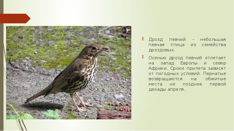 Лесные птицы ленинградской области фото и названия и описание внешности