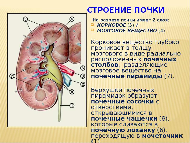 Почечные ворота почки