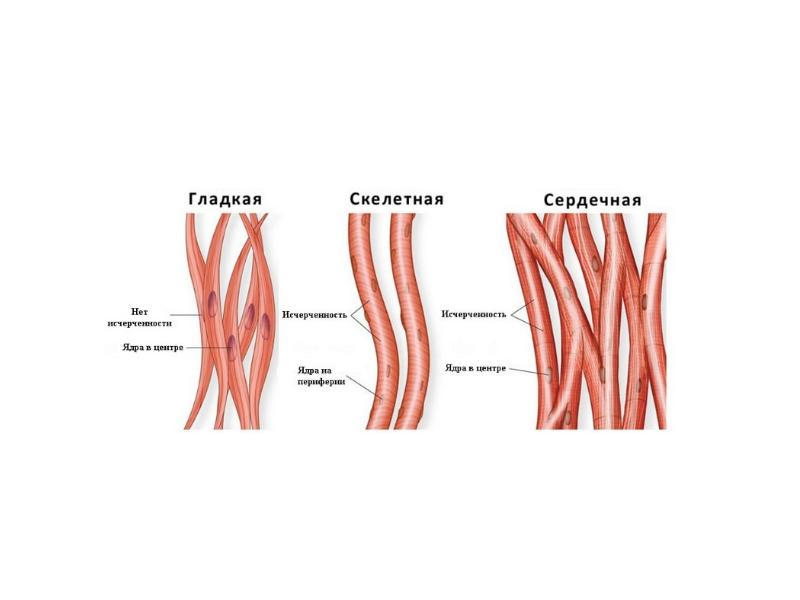 Узелок в мышце. Скорость гладкой мышечной ткани. Спазм гладкой мускулатуры. Мультиунитарные гладкие мышцы. Пд гладкой мышцы.