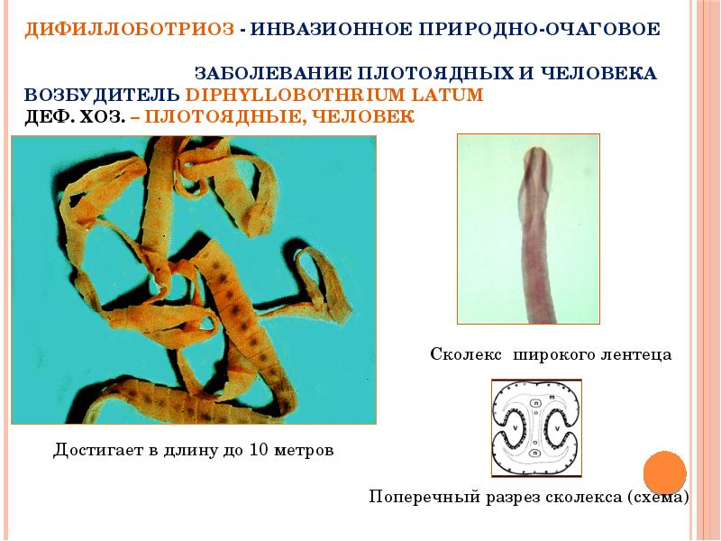 Клиническая картина дифиллоботриоз