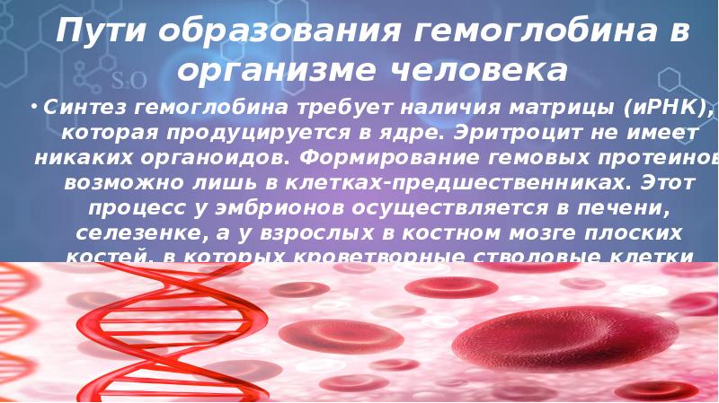 Пути образования гемоглобина в организме человека Синтез гемоглобина требует наличия матрицы