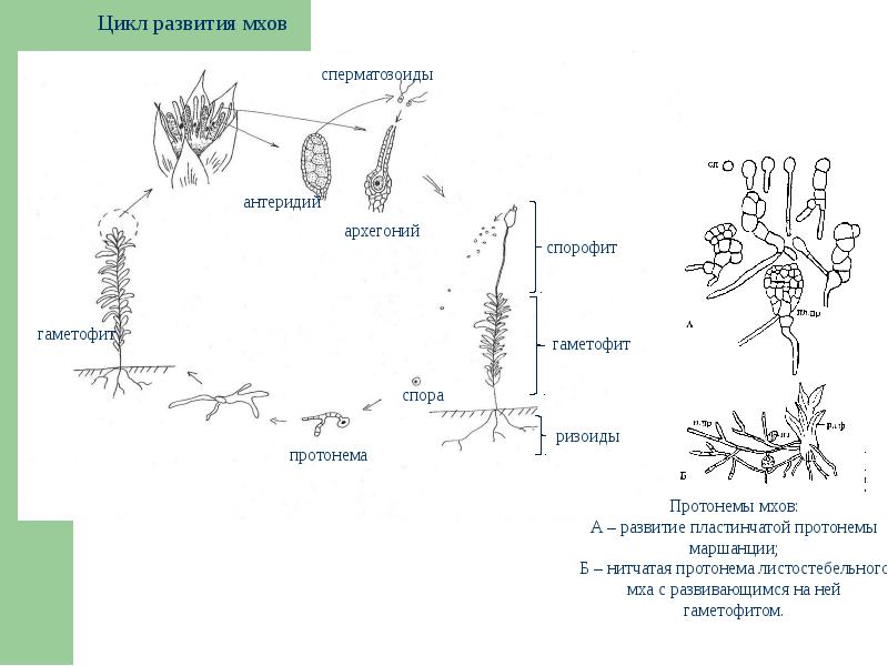 Сфагнум развитие. Протонема мха цикл. Схема жизненного цикла листостебельных мхов. Жизненный цикл мха протонема. Жизненный цикл мха сфагнума.