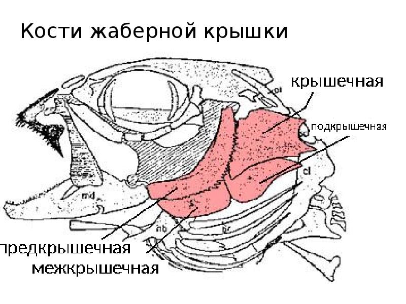 Крышка рыбы. Кости жаберной крышки. Кости жаберной крышки костистых рыб. Костная жаберная крышка. Жаберные крышки у костных рыб.