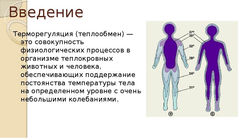 Нарушен теплообмен. Теплообмен и терморегуляция человека. Особенности теплообмена у детей. Особенности теплорегуляции у детей. Терморегуляция организма ребенка.