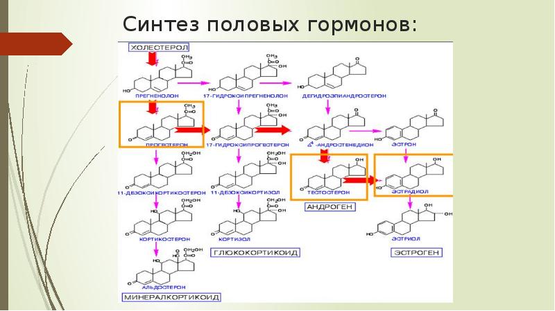 Схема биосинтеза стероидных гормонов