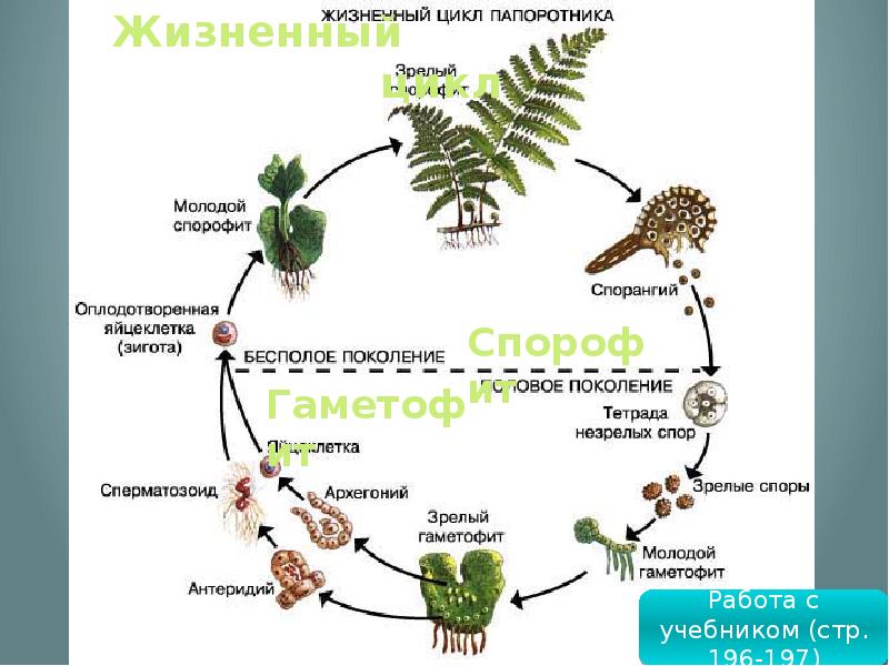 Презентация жизненные циклы растений егэ биология