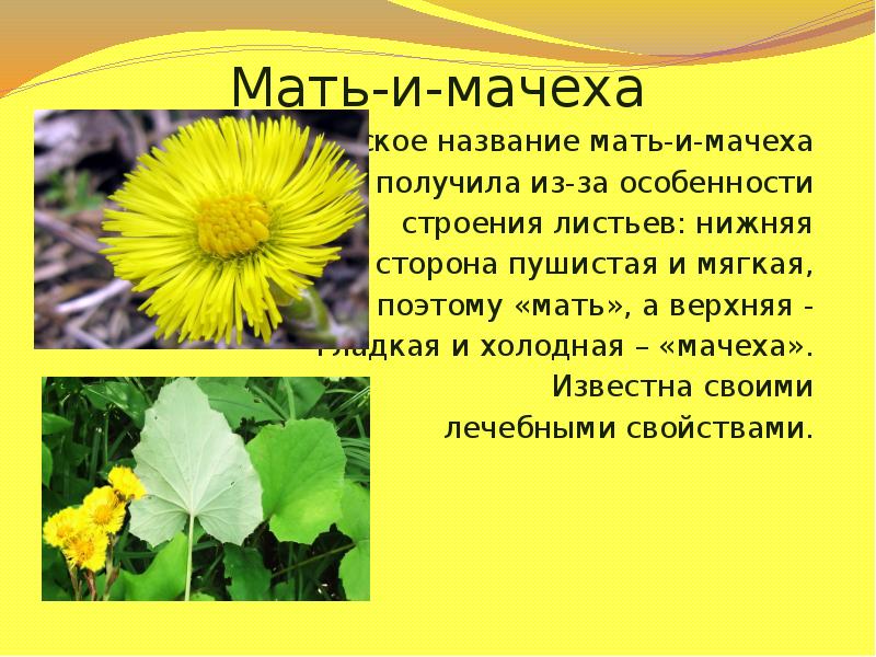 Мать и мачеха сообщение