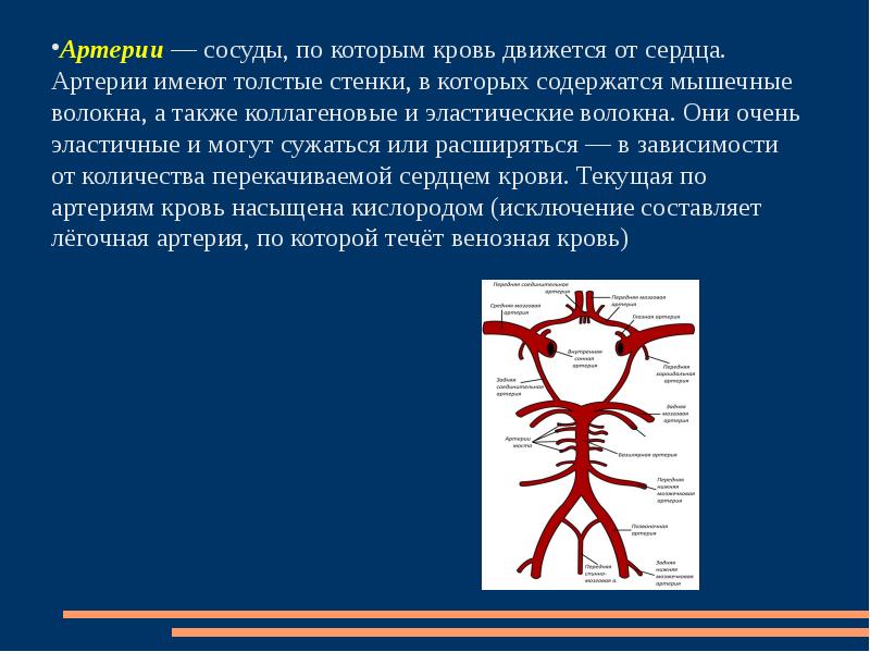 Сосуды по которым течет от сердца. Артерии сосуды по которым кровь движется. Артерии это сосуды которые. Кровь движется от сердца по артериям.