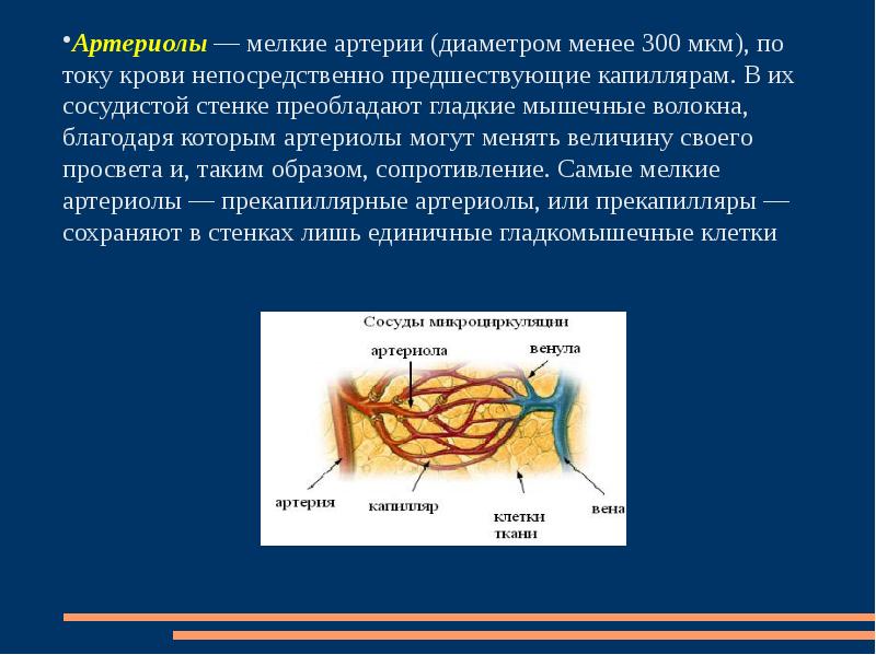 Строение стенки артериолы