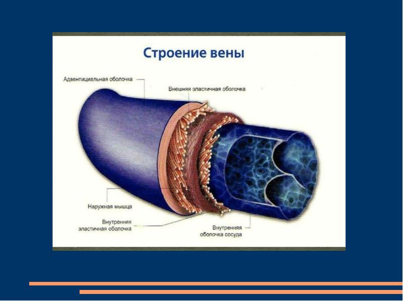 Схема строения сосудов человека