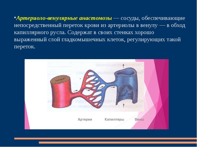 Движение крови по сосудам 8 класс презентация