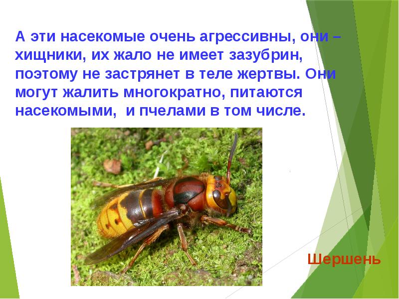 Опасности в лесу. Опасности в лесу презентация 8+. Опасность насекомых в лесу в стихах. Маленькие сообщения про опасности леса. Доклад опасности в лесу опасности ядов.