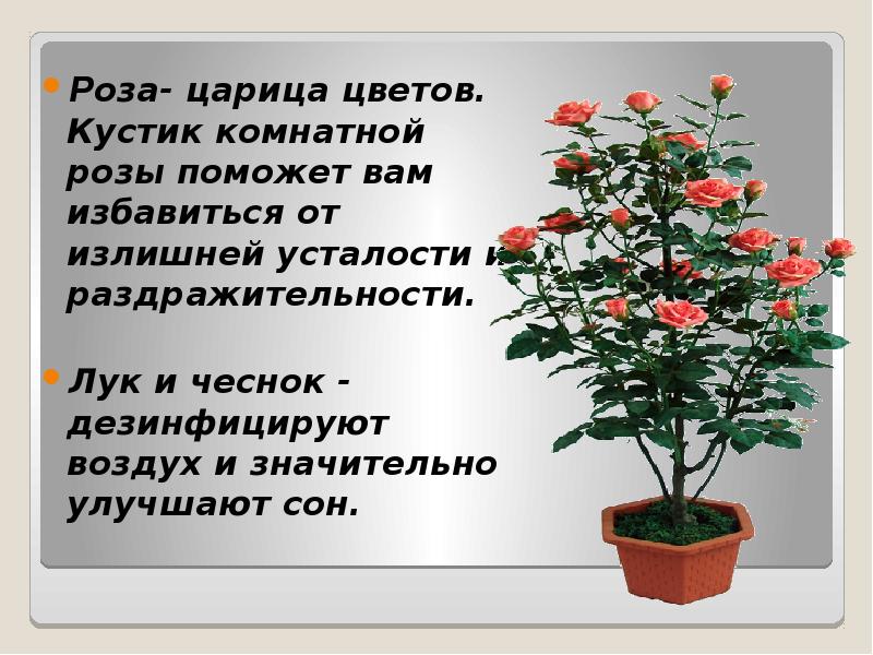 Чем помочь розе. Сообщение про комнатную розу. Комнатные растения и экология жилища.