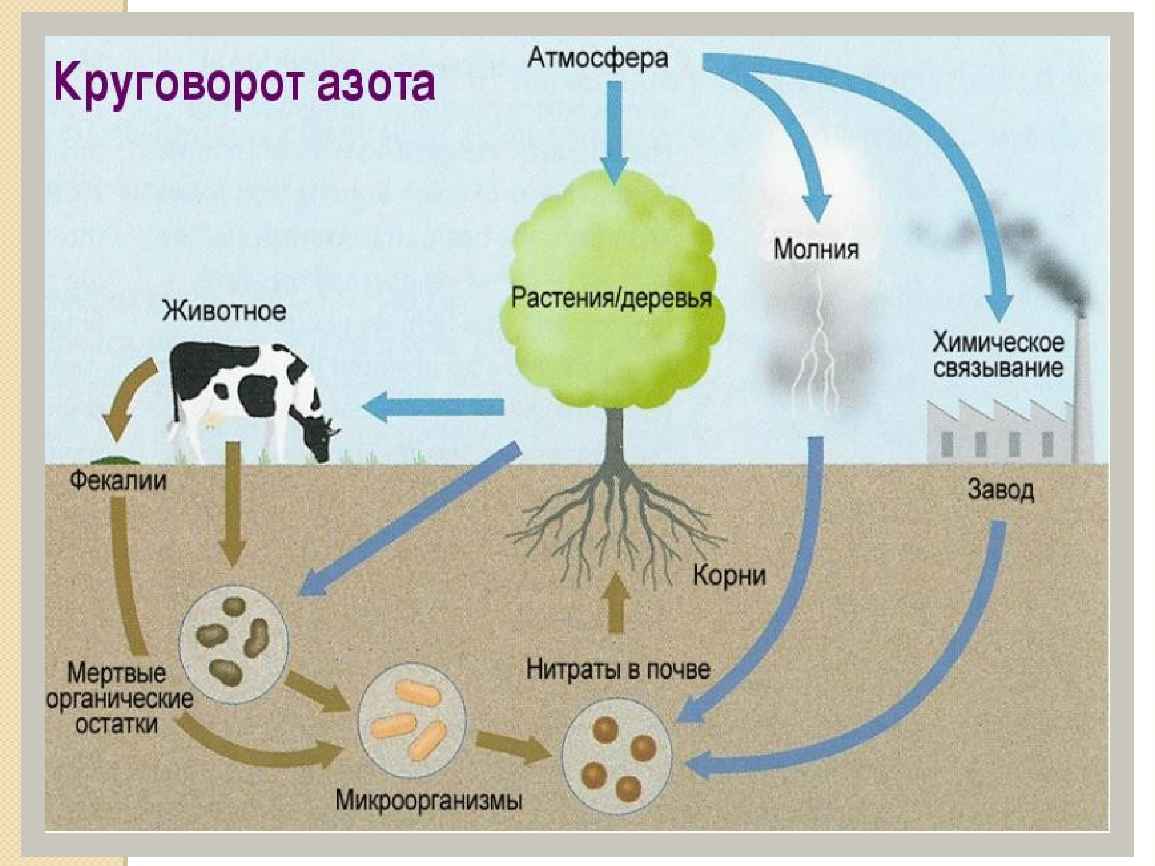 Растения в биосфере является. Крговорот ахота в природе. Круговорот азота в природе схема. Ч, Хема круговорот азота в природе. Схема круговора ахота в природе.