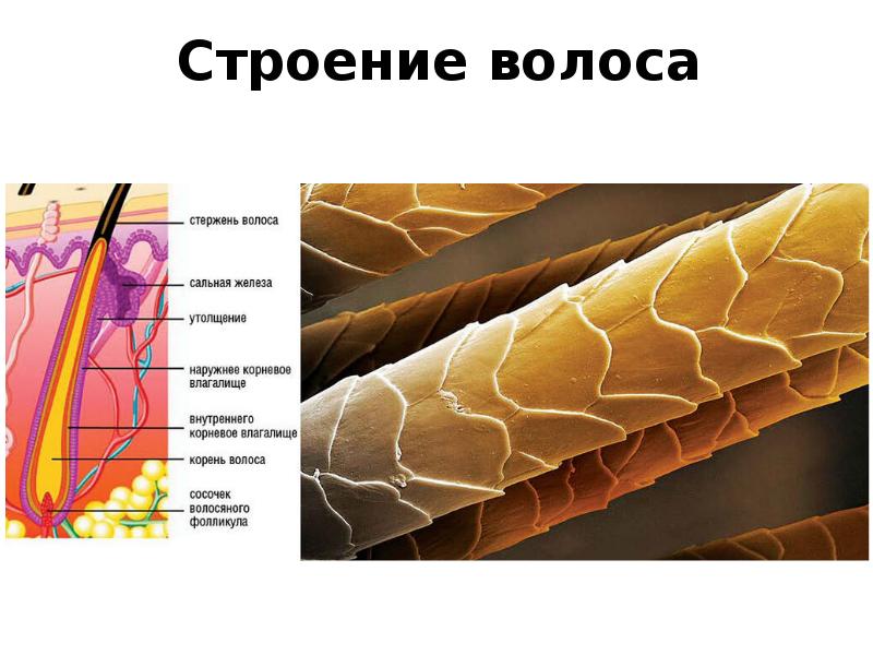 Фрагмент волоса. Медула Кортекс кутикула. Волос Медула Кортекс кутикула. Медула Кортекс кутикула под микроскопом. Строение волоса чешуйки.