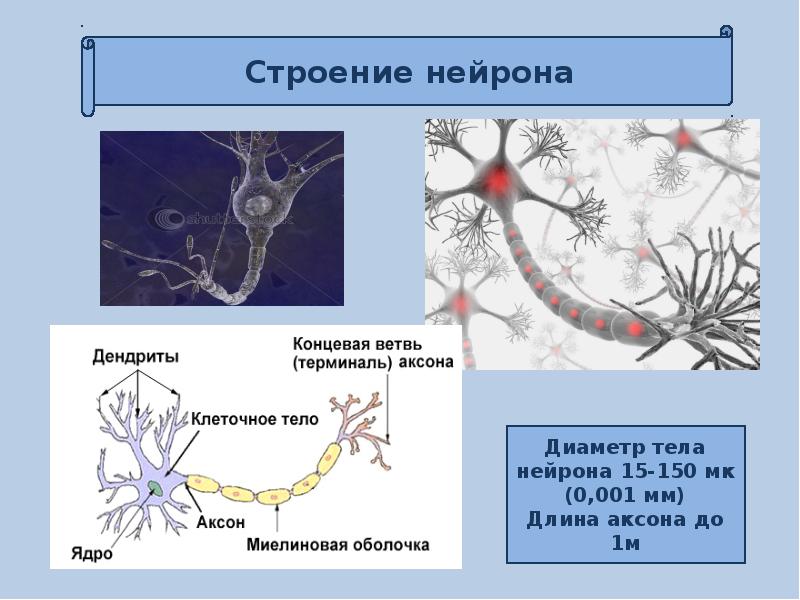 Биология нервные клетки. Строение нейрона дендриты Аксон. Нейрон строение и функции. Строение и функции аксона и дендрита. Строение нейрона и синапса.