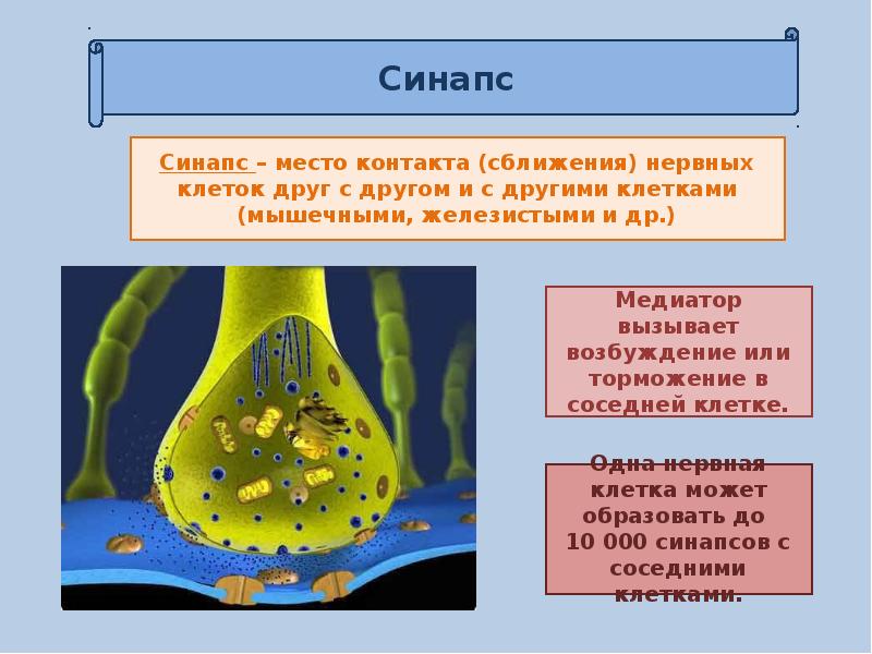 Презентация нервная система пименов