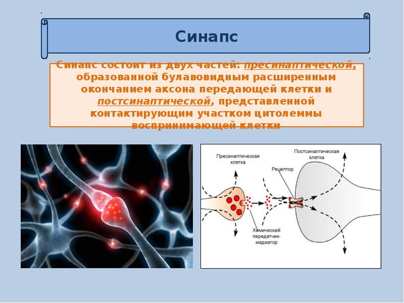 Презентация нервная система пименов