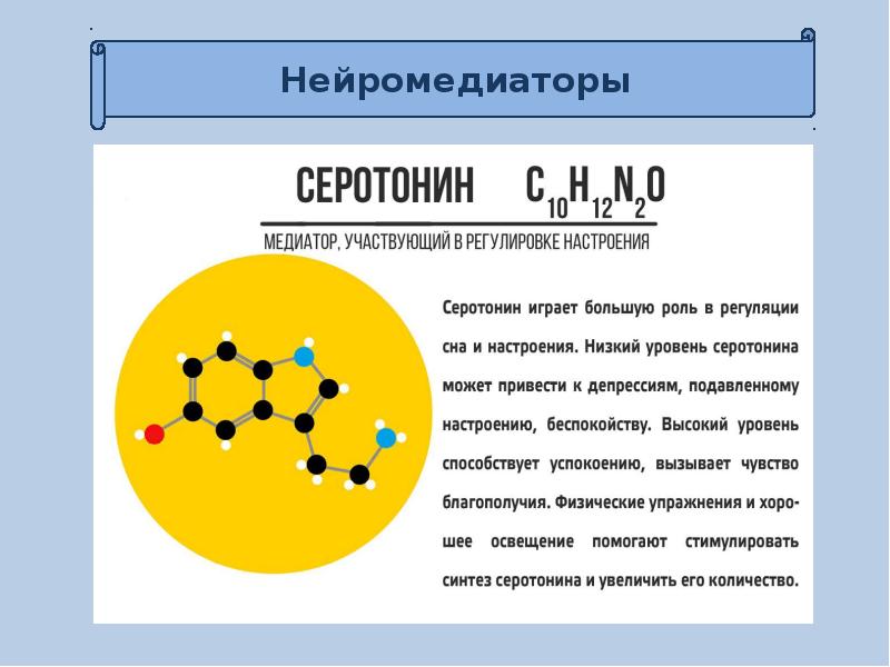 Презентация нервная система пименов