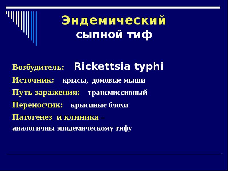 Сыпной тиф путь. Эндемический сыпной тиф. Эндемический (крысиный) сыпной тиф. Эндемический блошиный сыпной тиф картинки.