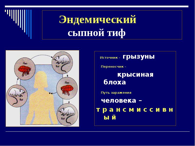 Основной переносчик сыпного тифа