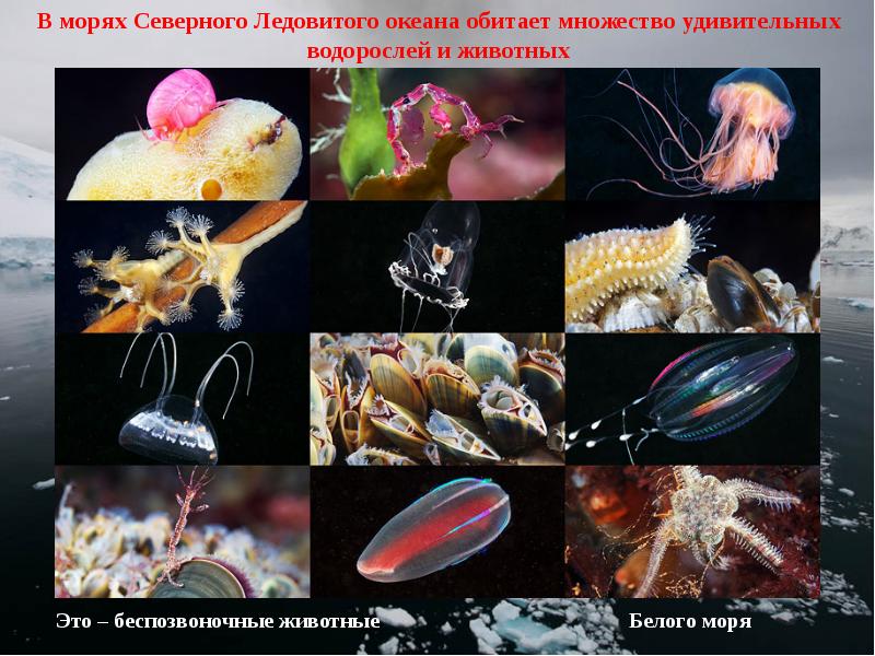 Планктон виды животных. Обитатели белого моря. Водные беспозвоночные. Морские беспозвоночные животные. Наземные беспозвоночные.