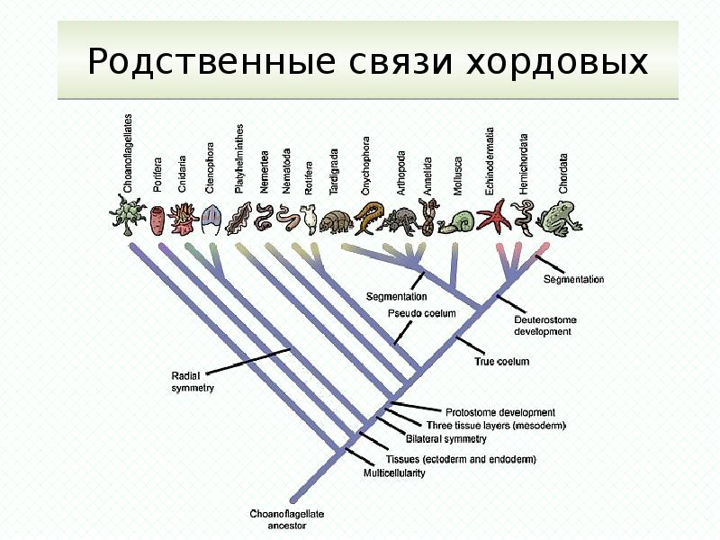 Схема эволюции хордовых животных