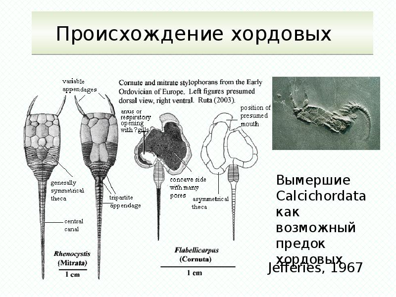 Эволюция хордовых презентация