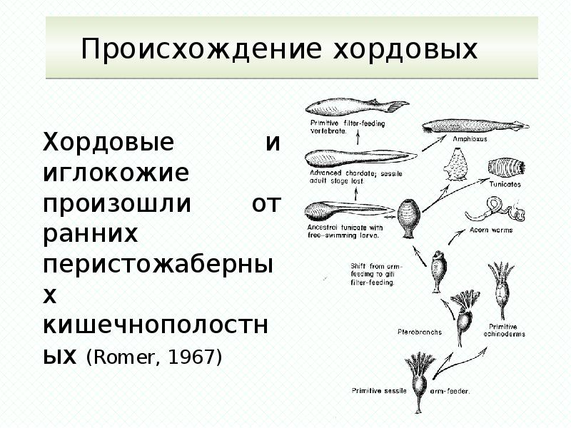 Тип хордовые презентация егэ