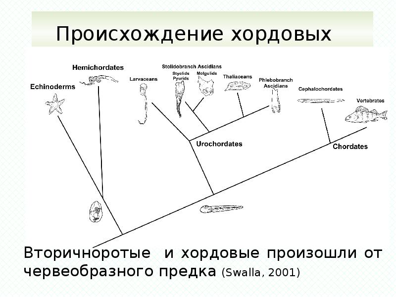 Составьте схему эволюции хордовых - 84 фото