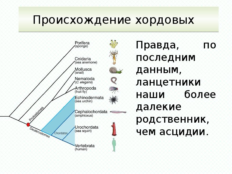 Тип хордовые презентация егэ