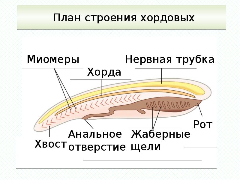 Общий план строения хордовых