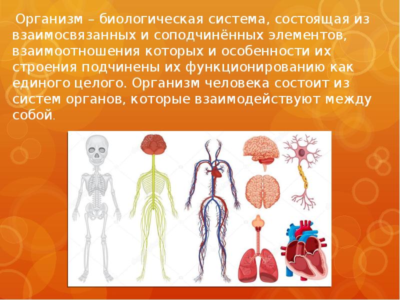 Презентация системы организма человека