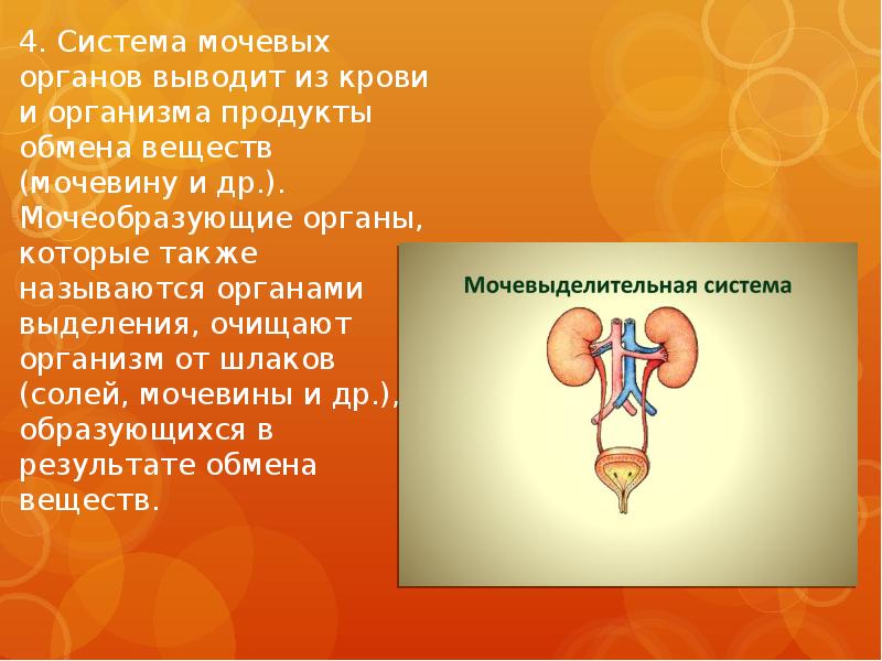 Биологические системы презентация