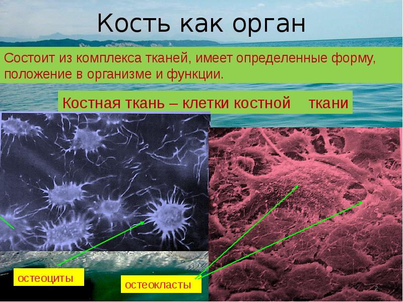 Остеоциты функции. Остеокласты костной ткани. Остеокласты функции. Остеокласт строение. Остеокласты образуются из.