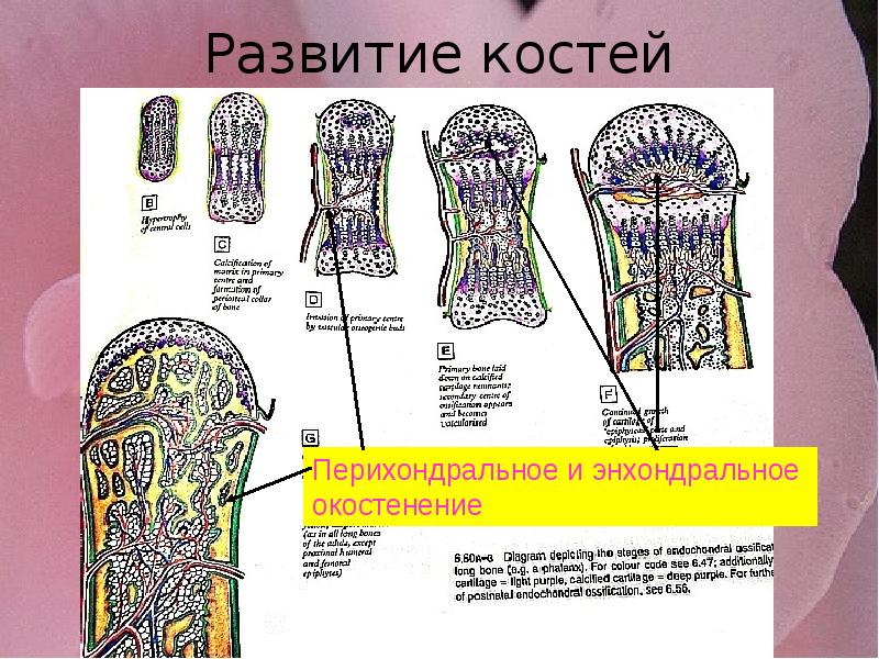 Формирование костей. Энхондральное окостенение гистология. Энхондральный остеогенез. Эндохондральные очаги окостенения. Перихондральное и эндохондральное окостенение.