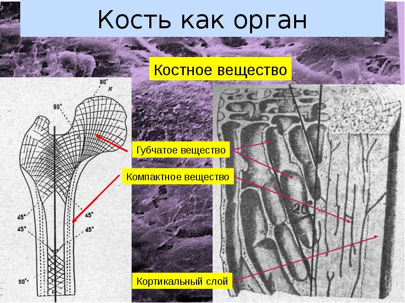 Кортикальная кость. Строение кости кортикальный слой. Костное вещество компактное и губчатое. Лакунарно канальцевая система кости. Компактное вещество кости.