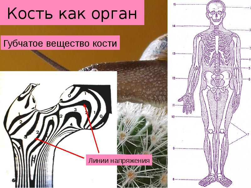 Кости линя. Губчатое вещество кости. Напряжение кости. Костяная линия. Линии на костях.