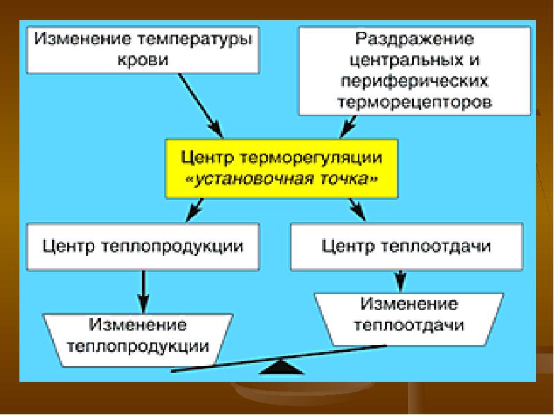 Общая характеристика теплового обмена. Тепловой обмен. Изменения теплового обмена,.