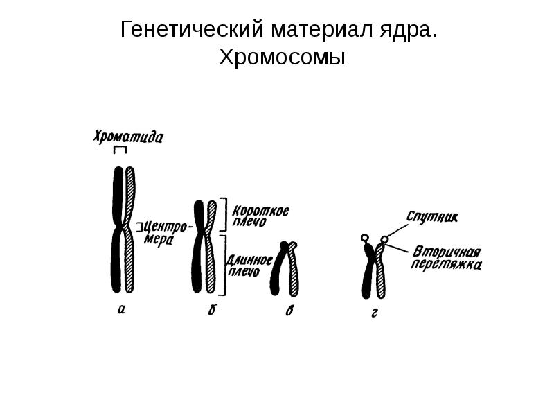 Хромосом располагаются. Вторичная перетяжка хромосомы. хромосомы в ядре. строение хромосомы вторичная перетяжка. функция вторичной перетяжки хромосомы.