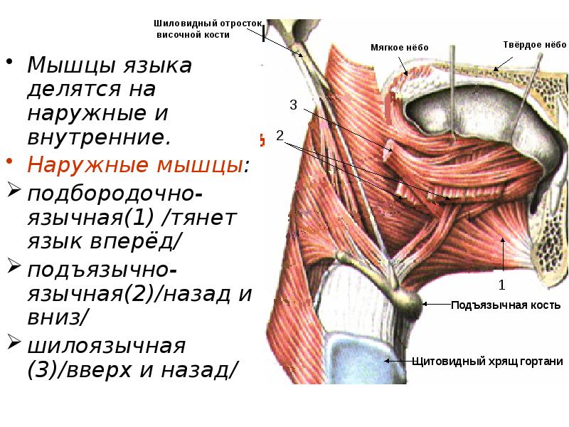 Нарушение мышц языка