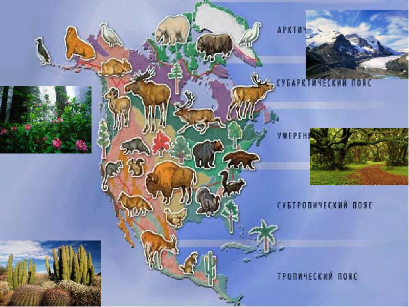 Животный мир материка северная америка. Растительный мир в природных зонах Северной Америки. Материк Северная Америка растительный мир.