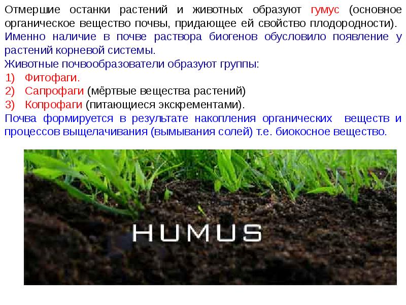 Гумус придает почве какой. Органическое вещество почвы гумус. Роль гумуса в плодородии почвы. Гумус это органическое вещество. Органическое вещество придающее почве плодородие.