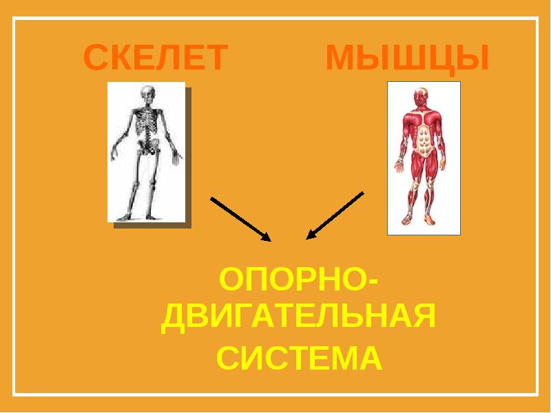 Проект опора и движение