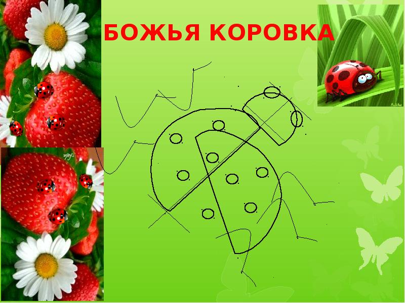 БОЖЬЯ КОРОВКА