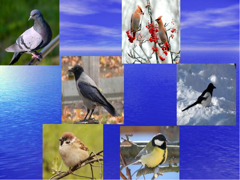 Птицы краснодарского края фото и названия зимующие