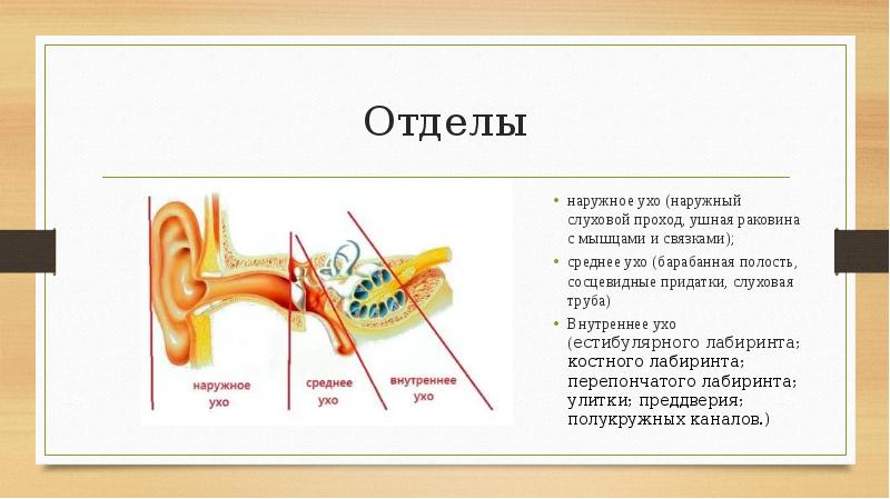 Презентация наружное ухо