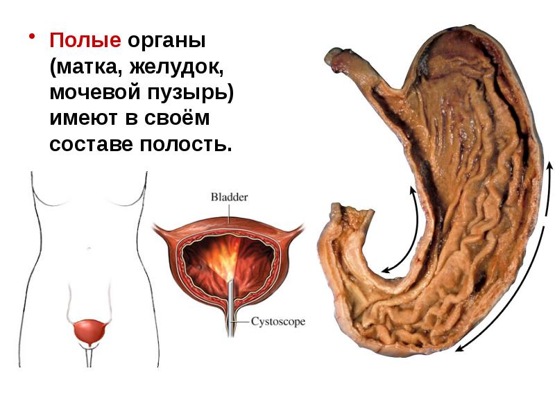 Полые органы человека