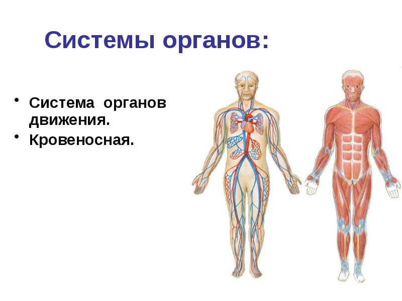 Анатомия человека презентация