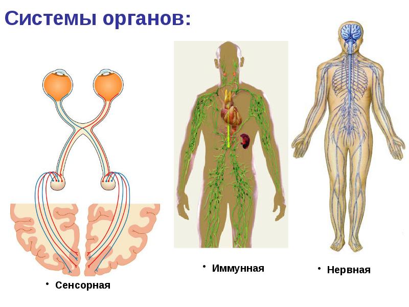 План изучения анатомии человека